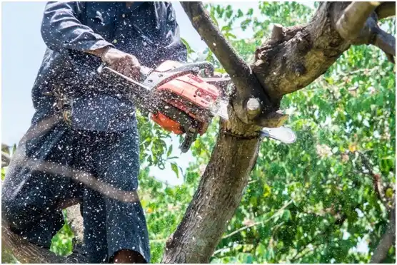 tree services Collinwood